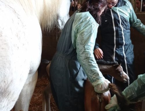 Une naissance hors du commun en soins animaliers
